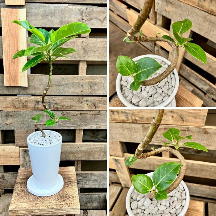 観葉植物現品販売