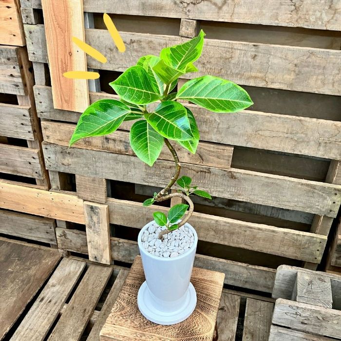 観葉植物現品販売