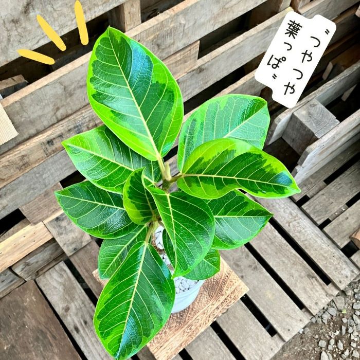 観葉植物現品販売