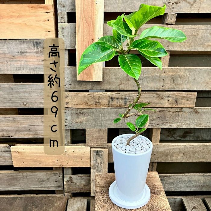 観葉植物現品販売