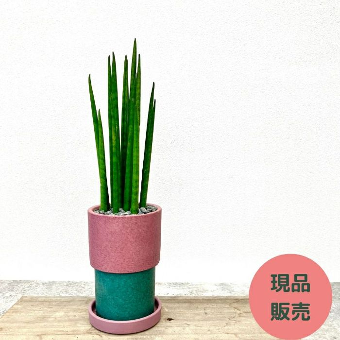 観葉植物現品販売