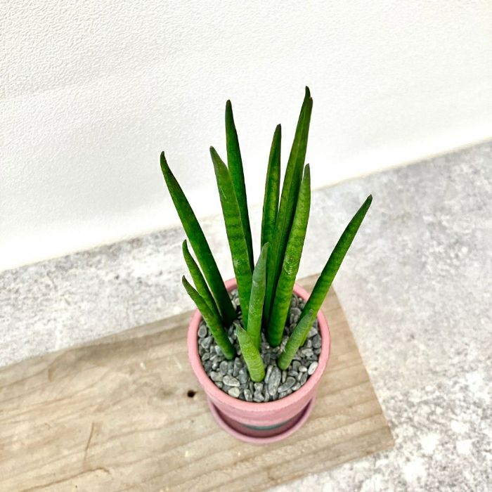 観葉植物現品販売