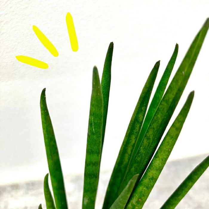 観葉植物現品販売