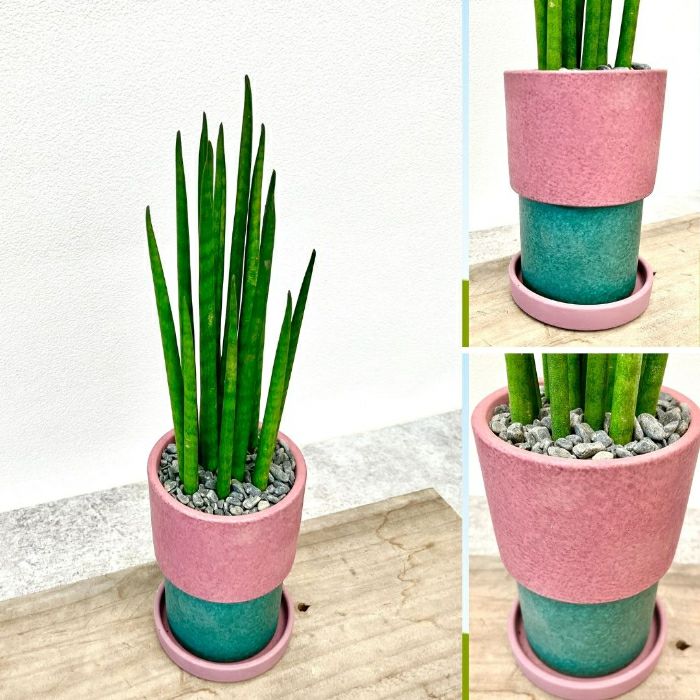 観葉植物現品販売