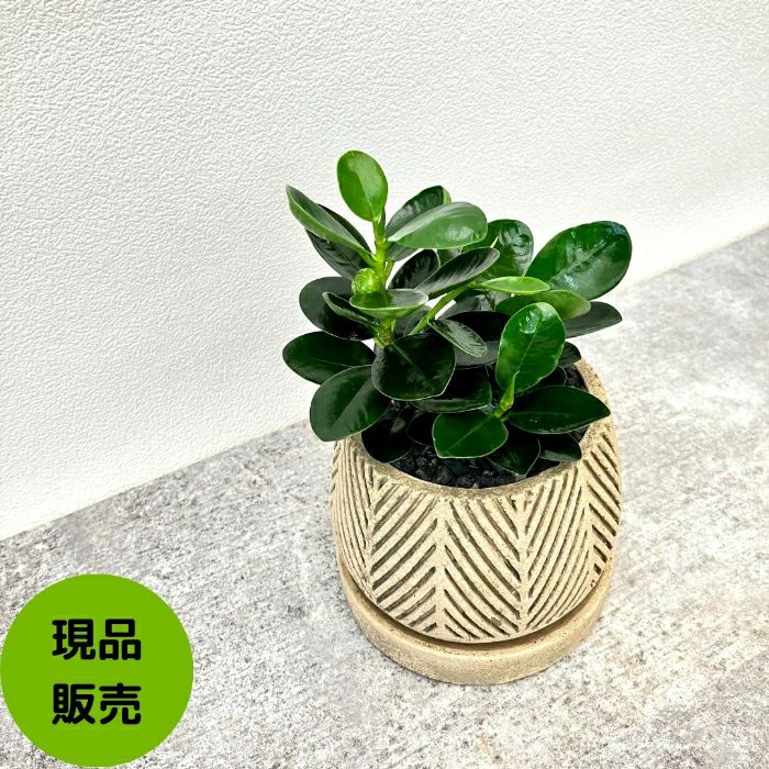 観葉植物現品販売