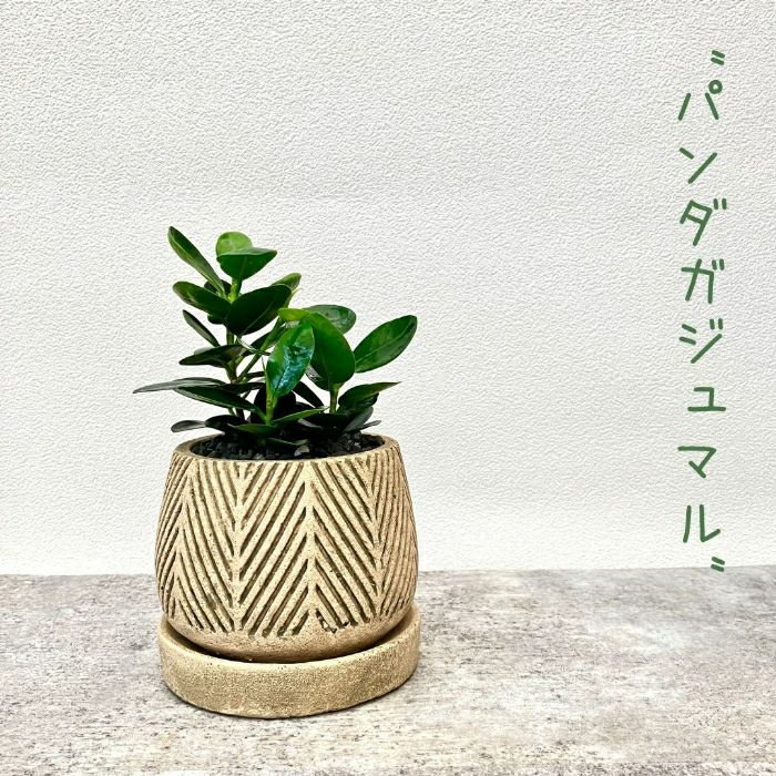 観葉植物現品販売