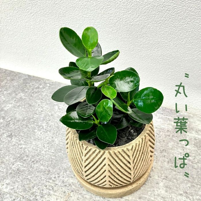 観葉植物現品販売