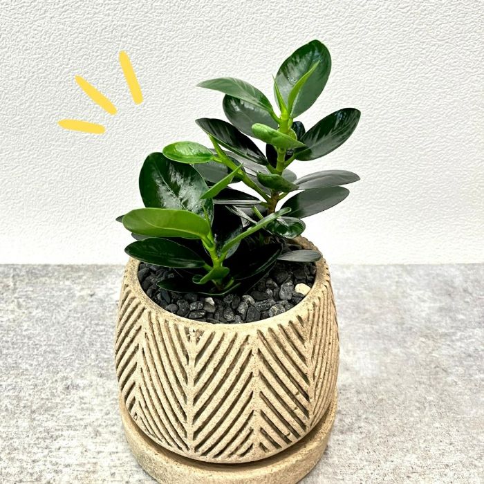 観葉植物現品販売