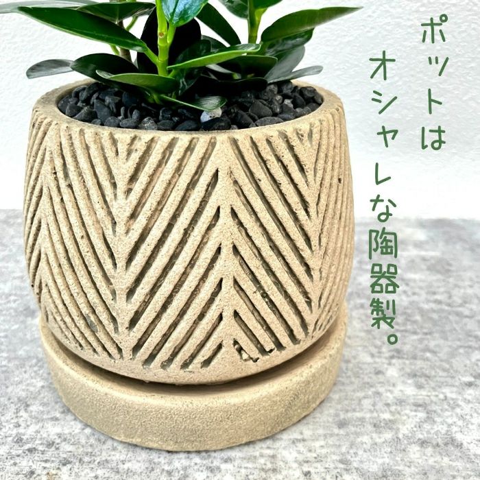 観葉植物現品販売