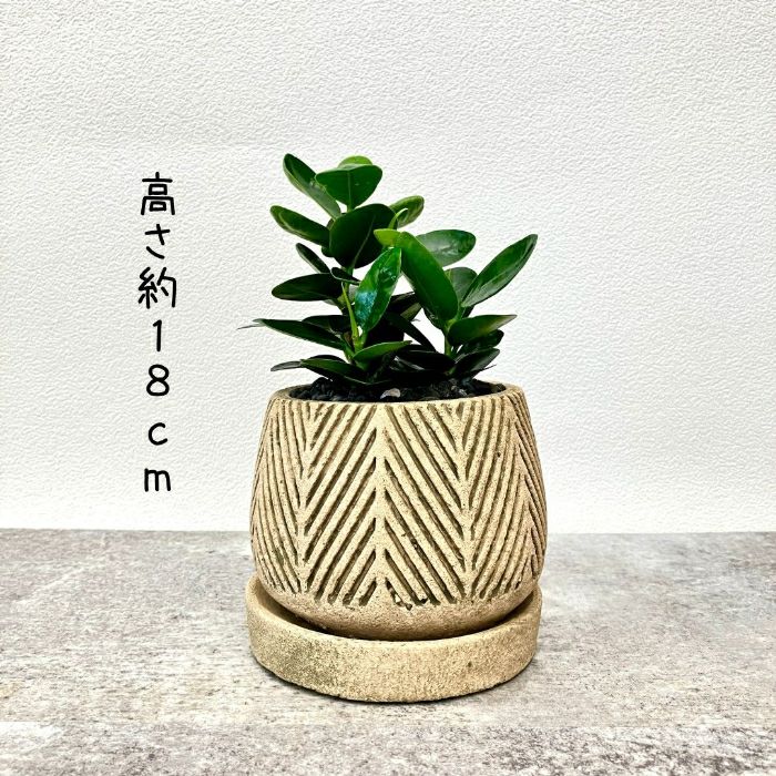 観葉植物現品販売