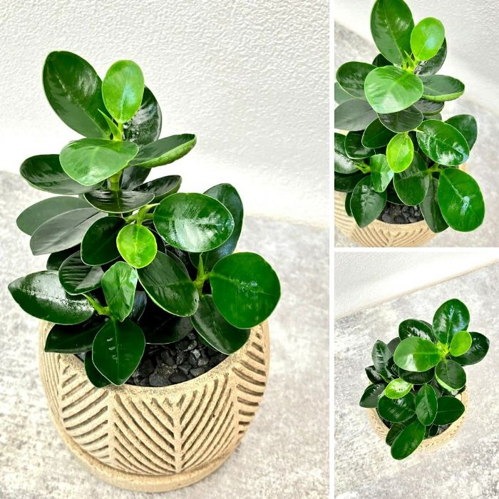 観葉植物現品販売