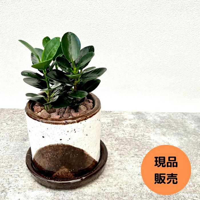 観葉植物現品販売