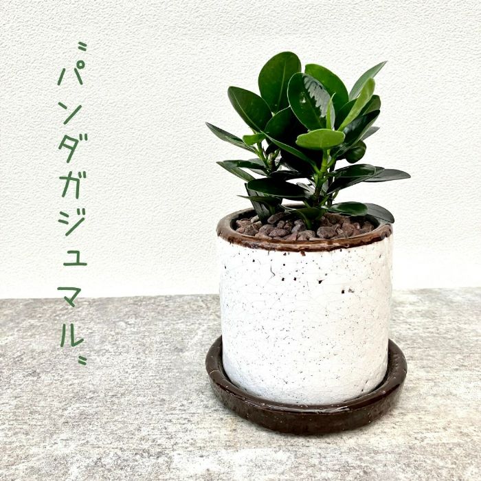 観葉植物現品販売