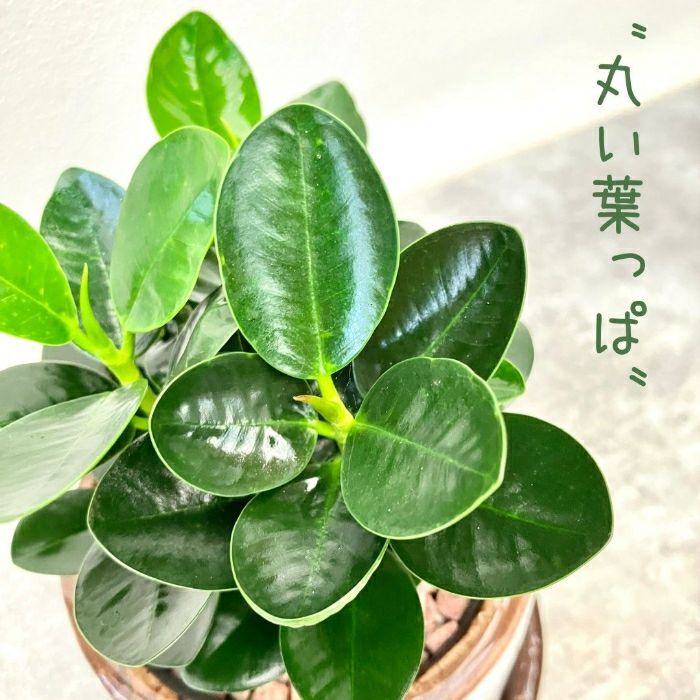 観葉植物現品販売