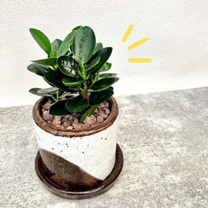 観葉植物現品販売