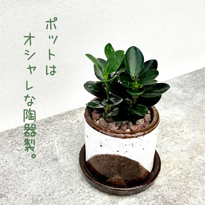 観葉植物現品販売