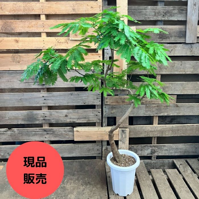 観葉植物現品販売