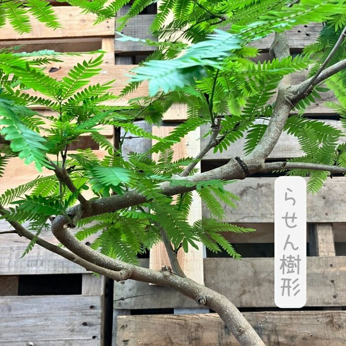 観葉植物現品販売