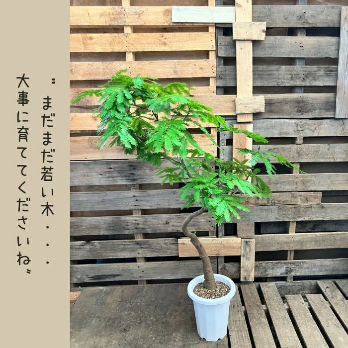 観葉植物現品販売