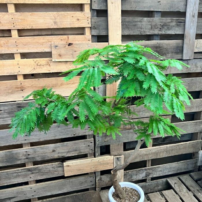 観葉植物現品販売