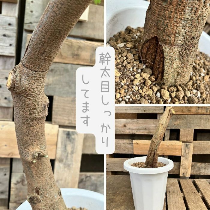 観葉植物現品販売