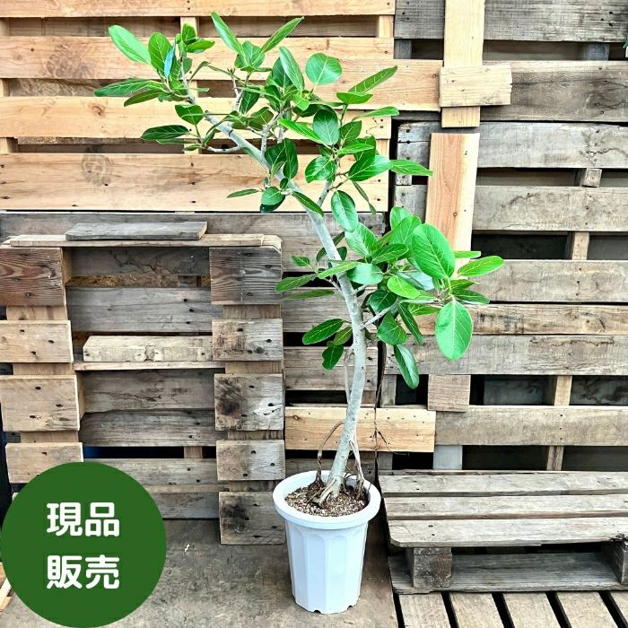 観葉植物現品販売