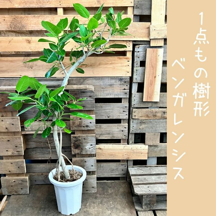 観葉植物現品販売