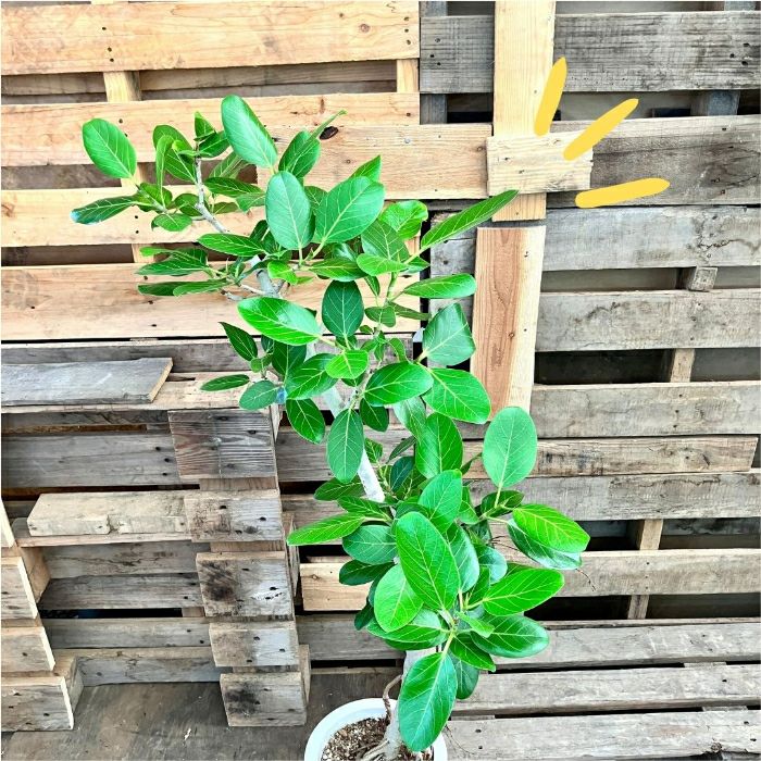 観葉植物現品販売