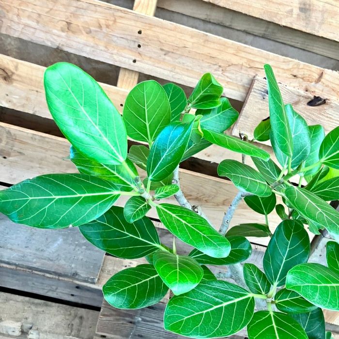 観葉植物現品販売