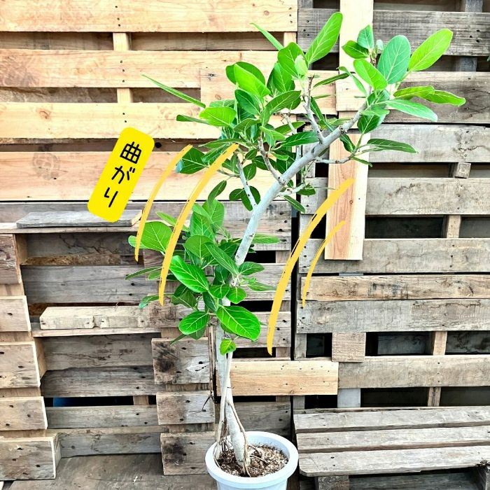 観葉植物現品販売