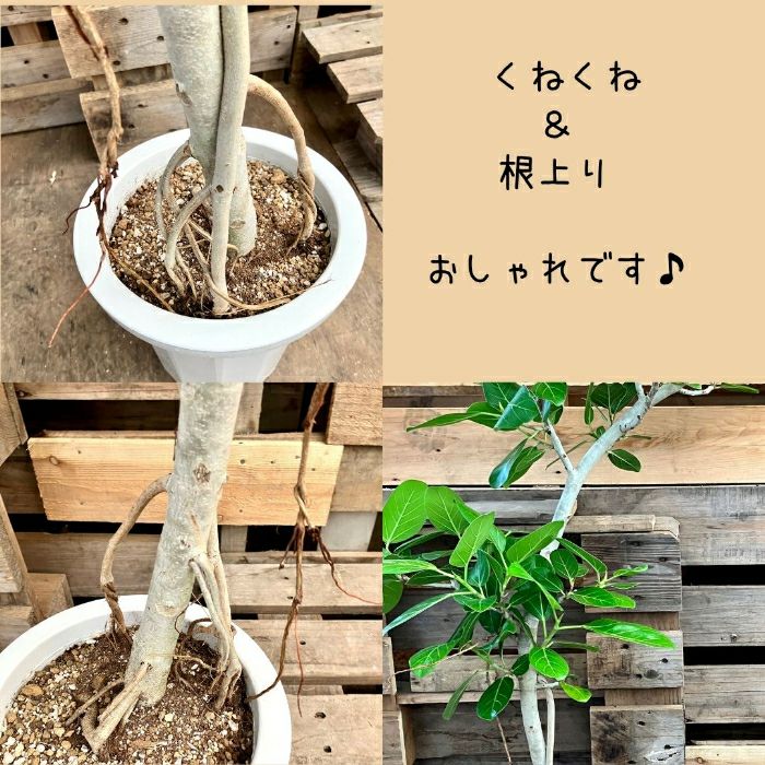 観葉植物現品販売