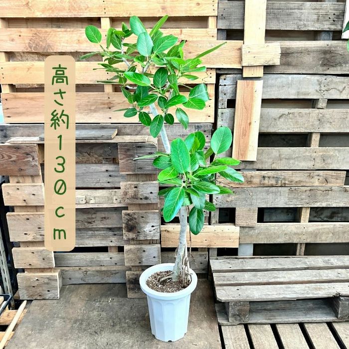 観葉植物現品販売