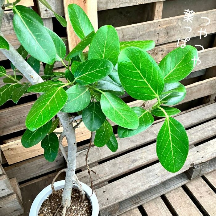 観葉植物現品販売