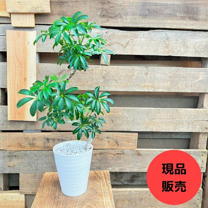 観葉植物現品販売