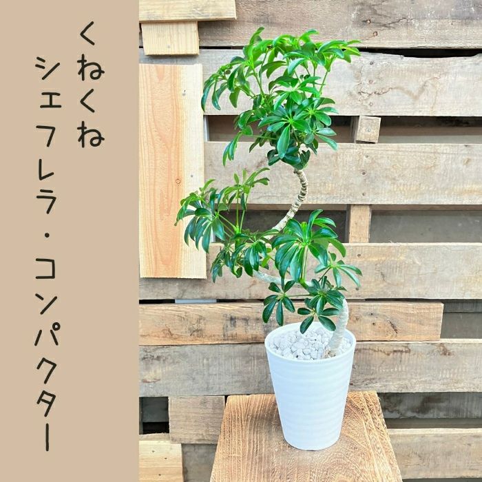 観葉植物現品販売