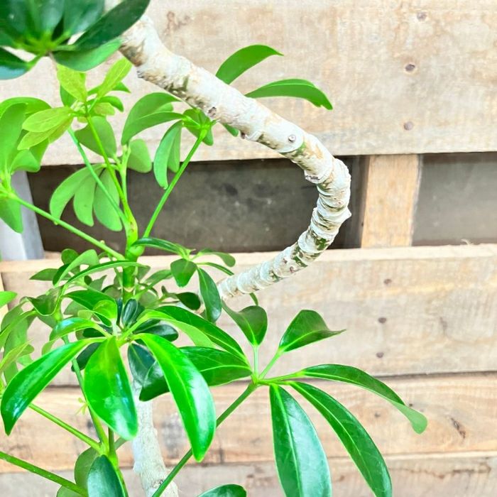 観葉植物現品販売