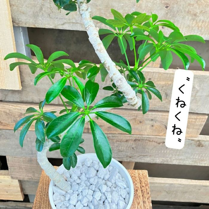 観葉植物現品販売