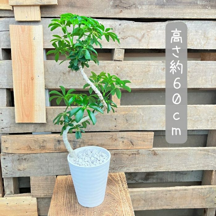 観葉植物現品販売