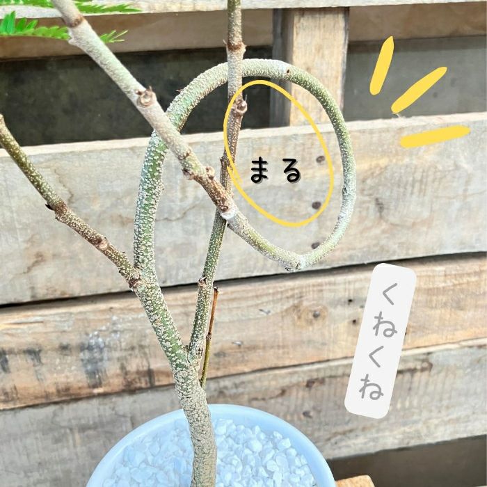 観葉植物現品販売