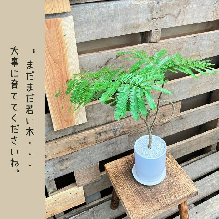 観葉植物現品販売