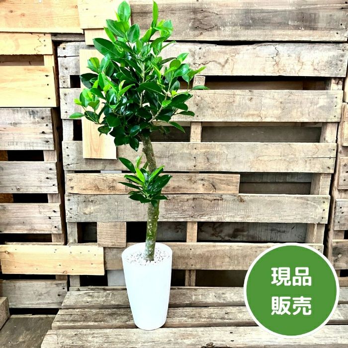 観葉植物現品販売