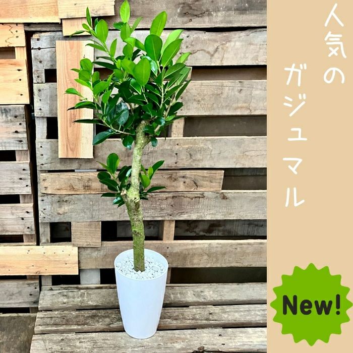 観葉植物現品販売