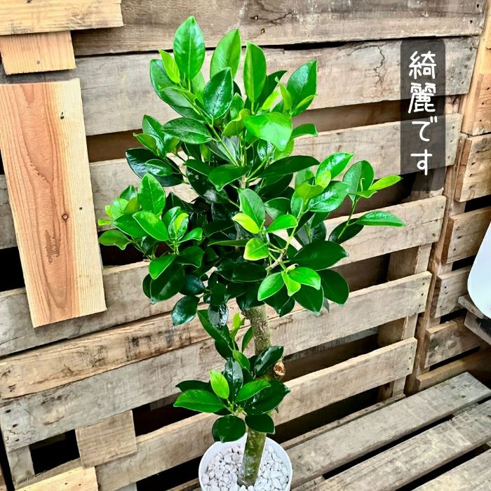 観葉植物現品販売