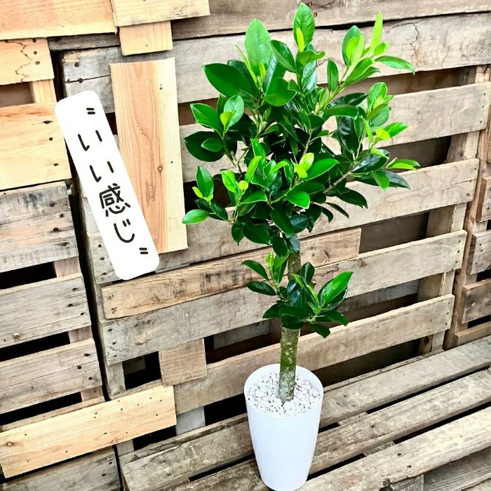 観葉植物現品販売