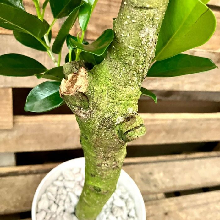 観葉植物現品販売