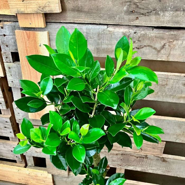観葉植物現品販売
