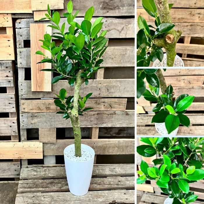 観葉植物現品販売