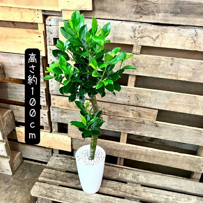 観葉植物現品販売