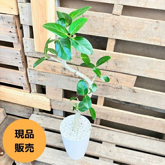 観葉植物現品販売