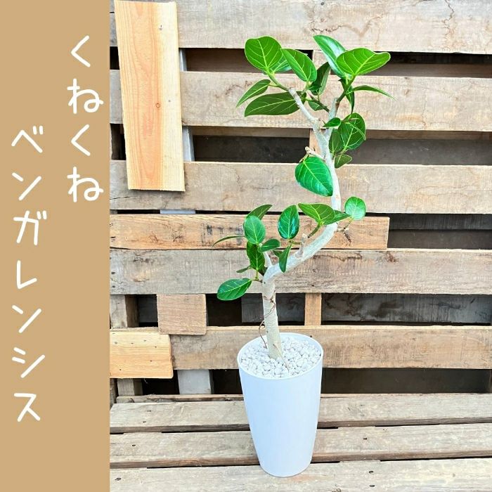 観葉植物現品販売